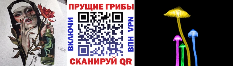 магазин    Заволжск  Псилоцибиновые грибы Psilocybe 